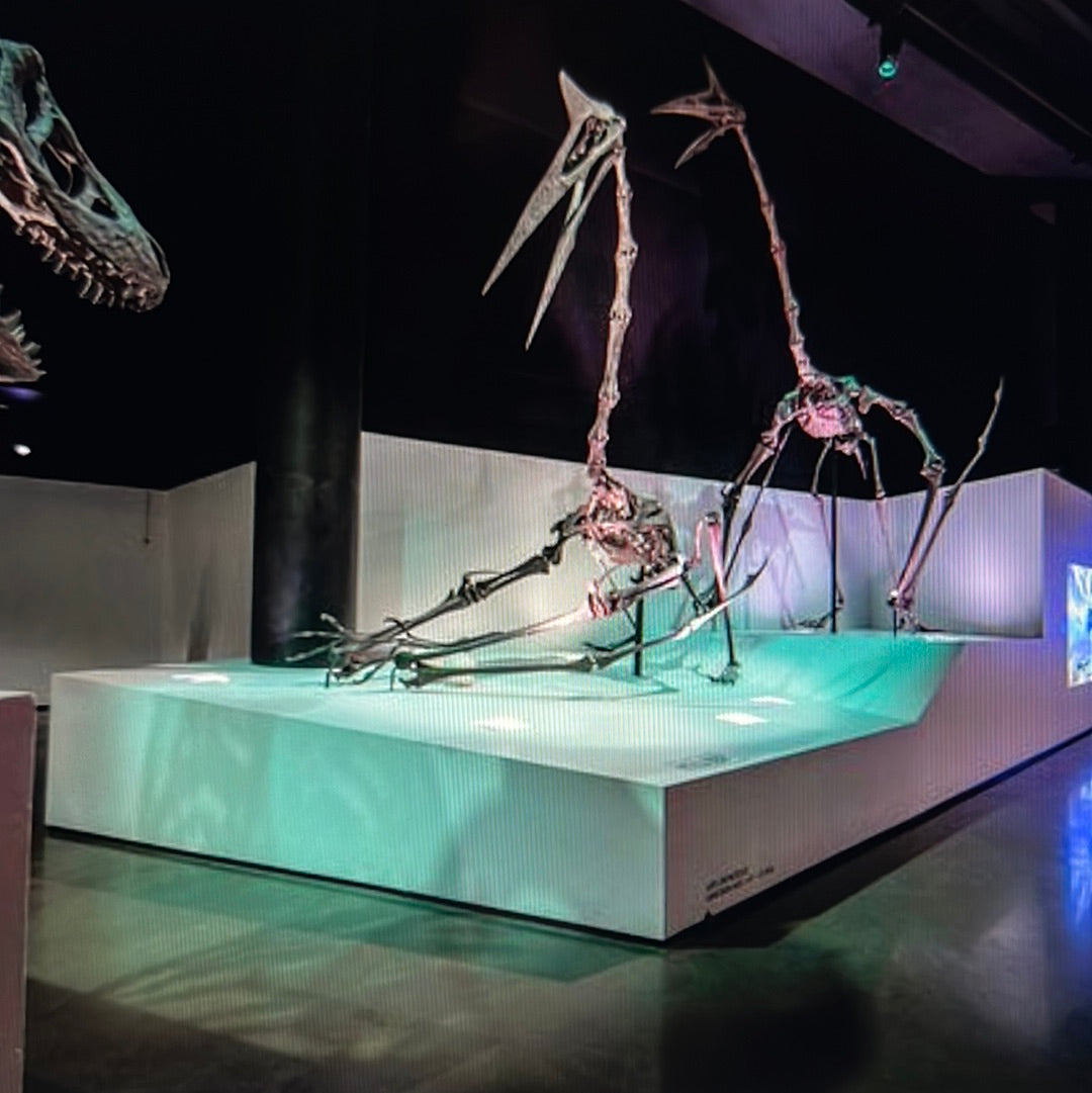 Enjoy a trip to Dinosaurs Exbition at  Houston Texas  Museum of Natural Sciences