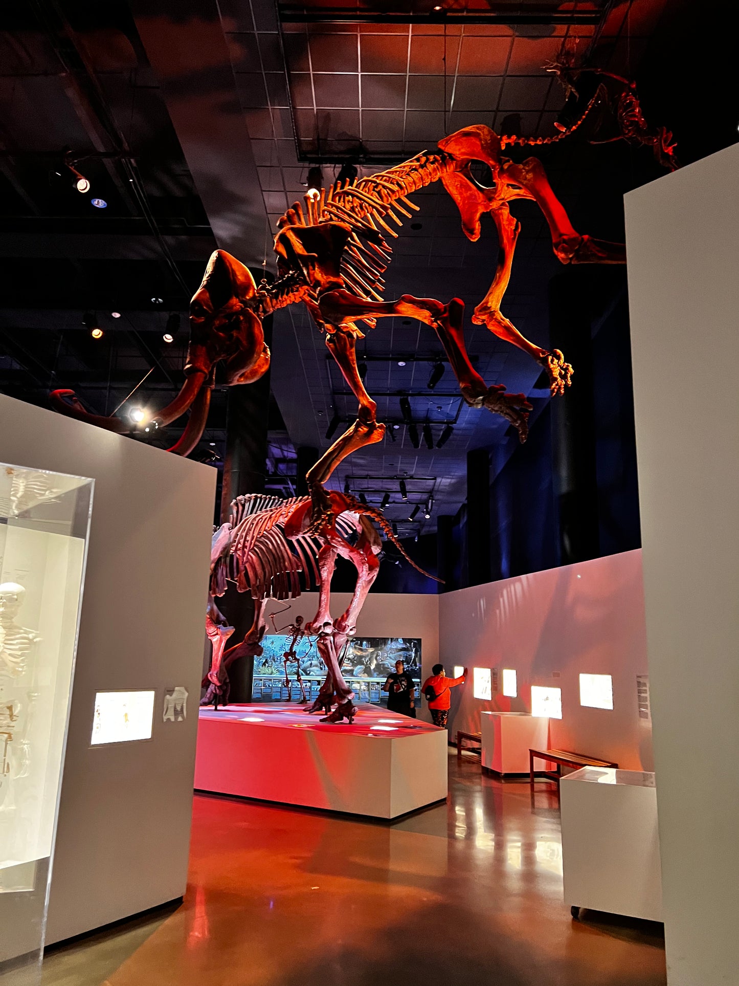 Enjoy a trip to Dinosaurs Exbition at  Houston Texas  Museum of Natural Sciences