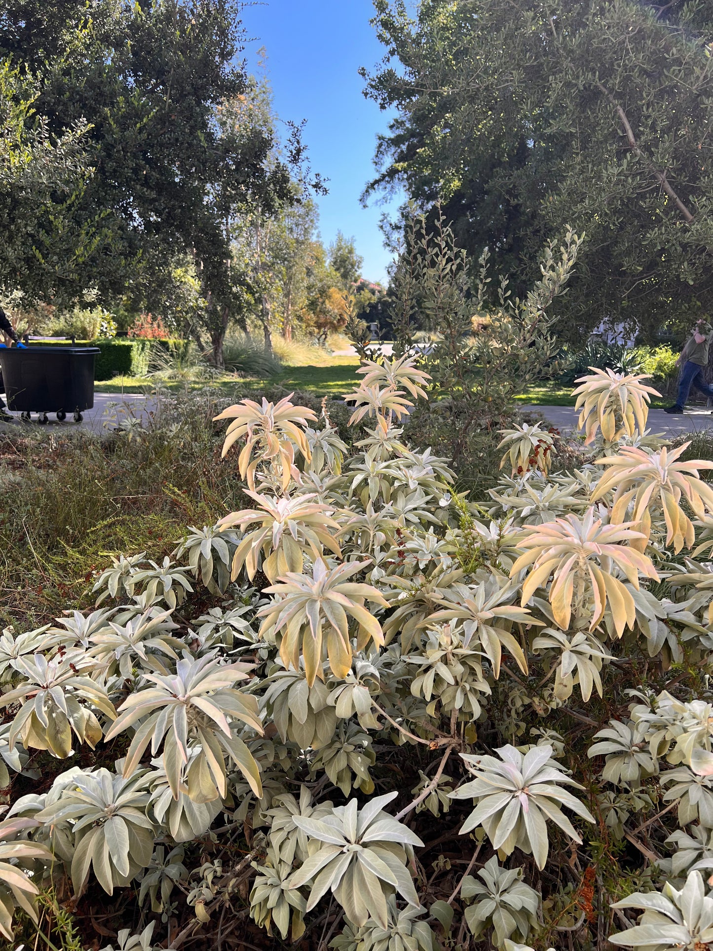 The Huntington Library Trip Los Angles 09022022